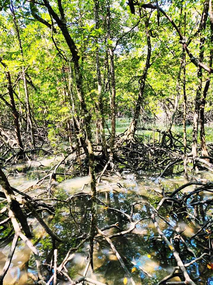 Mangrove Creeks